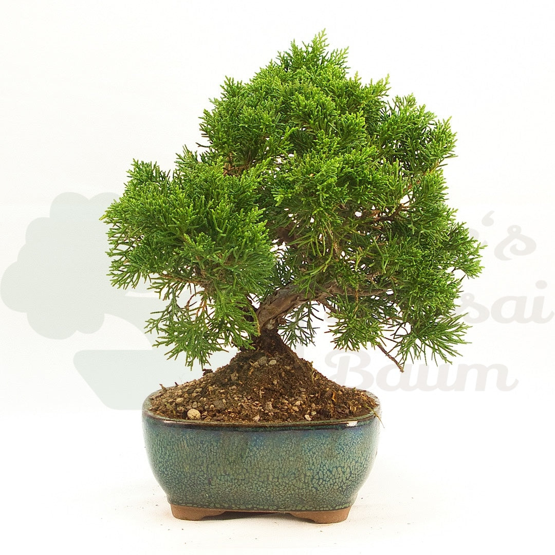 Chinesischer Wacholder 'Juniperus chinensis kyushu'